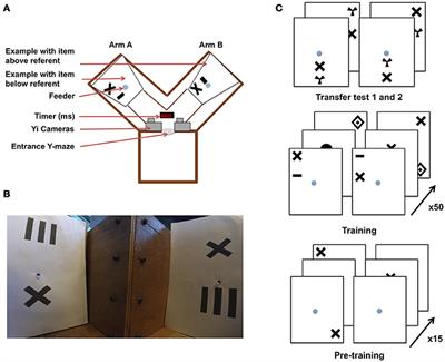 High-Speed Videography Reveals How Honeybees Can Turn a Spatial Concept Learning Task Into a Simple Discrimination Task by Stereotyped Flight Movements and Sequential Inspection of Pattern Elements